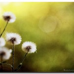 flickr photo by Scholastica Ees says, yuhuuu to all (^_^) https://flickr.com/photos/scholastica_ees/3893939575 shared under a Creative Commons (BY-ND) license