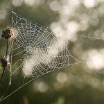 Spider in a web
