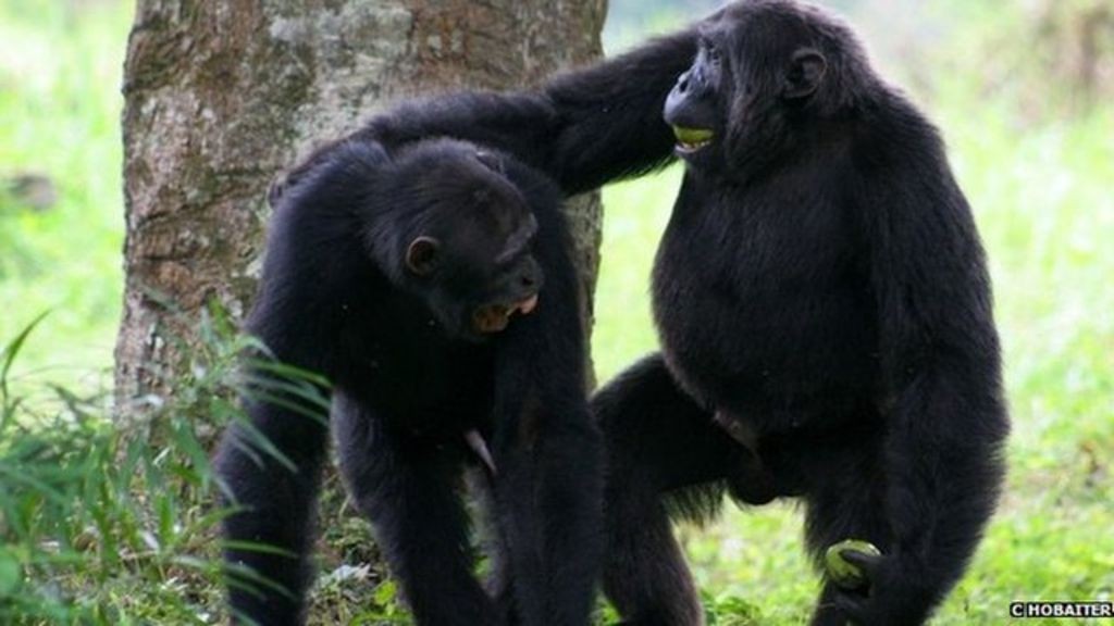 Resultado de imagen para apes communicating